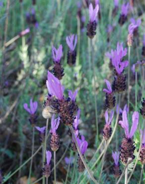 Fotografia 22 da espécie Lavandula pedunculata no Jardim Botânico UTAD