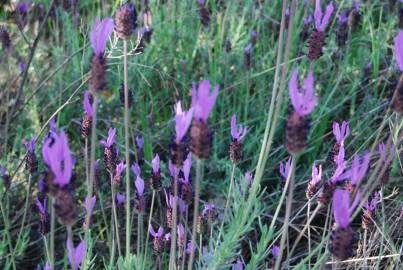 Fotografia da espécie Lavandula pedunculata