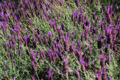 Fotografia da espécie Lavandula pedunculata