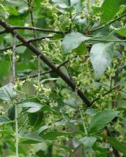 Fotografia da espécie Euonymus europaeus