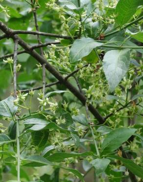 Fotografia 1 da espécie Euonymus europaeus no Jardim Botânico UTAD