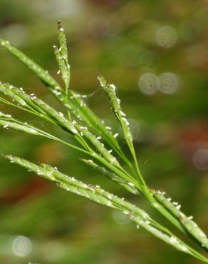 Fotografia 7 da espécie Glyceria declinata no Jardim Botânico UTAD