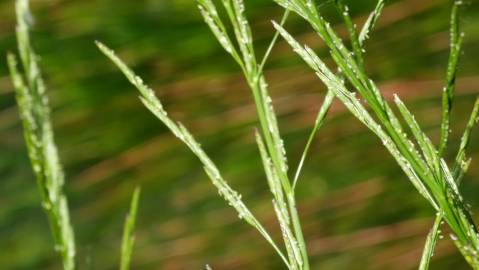 Fotografia da espécie Glyceria declinata