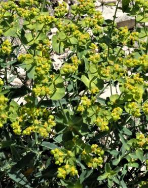 Fotografia 1 da espécie Euphorbia serrata no Jardim Botânico UTAD