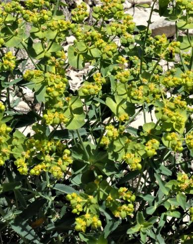 Fotografia de capa Euphorbia serrata - do Jardim Botânico