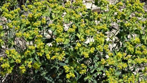 Fotografia da espécie Euphorbia serrata