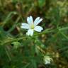 Fotografia 14 da espécie Stellaria holostea do Jardim Botânico UTAD