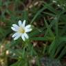 Fotografia 15 da espécie Stellaria holostea do Jardim Botânico UTAD