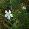 Fotografia 16 da espécie Stellaria holostea do Jardim Botânico UTAD