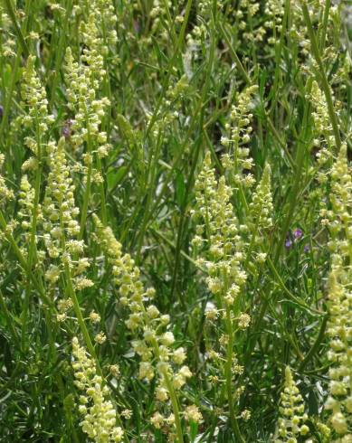 Fotografia de capa Reseda lutea subesp. lutea - do Jardim Botânico