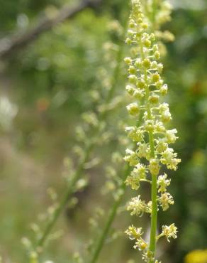 Fotografia 18 da espécie Reseda lutea subesp. lutea no Jardim Botânico UTAD