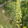 Fotografia 18 da espécie Reseda lutea subesp. lutea do Jardim Botânico UTAD