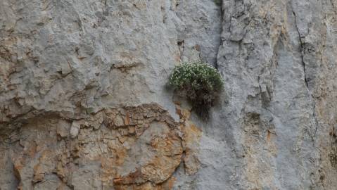 Fotografia da espécie Hormathophylla spinosa