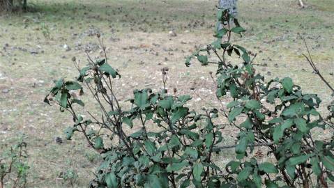 Fotografia da espécie Cistus laurifolius