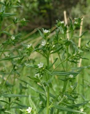 Fotografia 13 da espécie Lithospermum officinale no Jardim Botânico UTAD