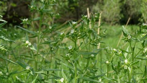 Fotografia da espécie Lithospermum officinale