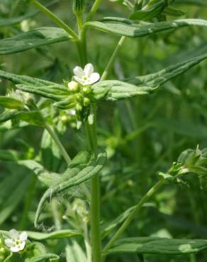 Fotografia 14 da espécie Lithospermum officinale no Jardim Botânico UTAD