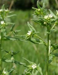 Lithospermum officinale