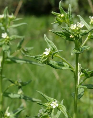 Fotografia de capa Lithospermum officinale - do Jardim Botânico