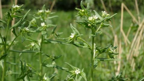 Fotografia da espécie Lithospermum officinale