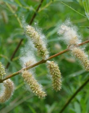 Fotografia 12 da espécie Salix alba no Jardim Botânico UTAD