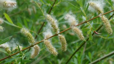 Fotografia da espécie Salix alba