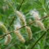 Fotografia 12 da espécie Salix alba do Jardim Botânico UTAD