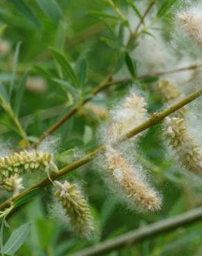 Fotografia 13 da espécie Salix alba no Jardim Botânico UTAD
