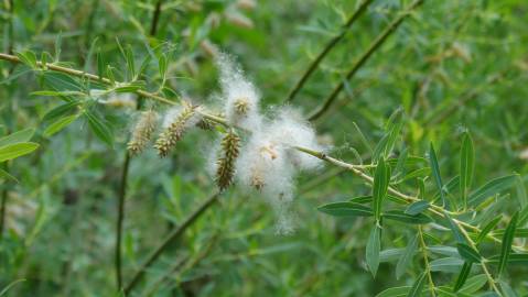 Fotografia da espécie Salix alba