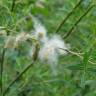 Fotografia 14 da espécie Salix alba do Jardim Botânico UTAD