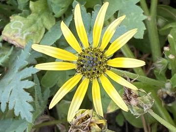 Fotografia da espécie Arctotheca calendula