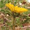 Fotografia 6 da espécie Asteriscus graveolens do Jardim Botânico UTAD