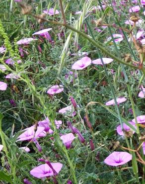 Fotografia 15 da espécie Convolvulus althaeoides no Jardim Botânico UTAD