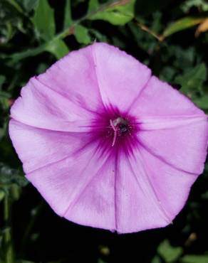 Fotografia 16 da espécie Convolvulus althaeoides no Jardim Botânico UTAD