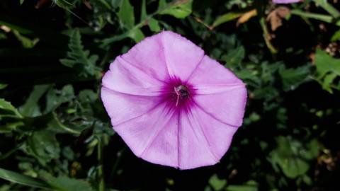 Fotografia da espécie Convolvulus althaeoides