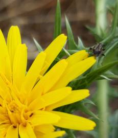 Fotografia da espécie Scolymus hispanicus