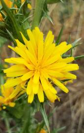 Fotografia da espécie Scolymus hispanicus