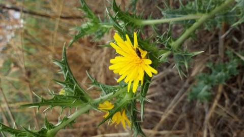 Fotografia da espécie Scolymus hispanicus