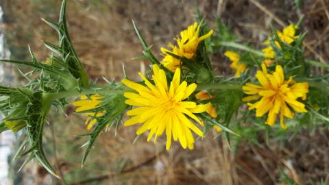 Fotografia da espécie Scolymus hispanicus