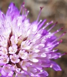 Fotografia da espécie Scabiosa atropurpurea