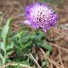 Fotografia 19 da espécie Scabiosa atropurpurea do Jardim Botânico UTAD