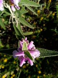 Fotografia da espécie Phlomis purpurea