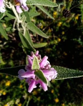 Fotografia 15 da espécie Phlomis purpurea no Jardim Botânico UTAD