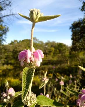 Fotografia 16 da espécie Phlomis purpurea no Jardim Botânico UTAD