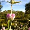 Fotografia 16 da espécie Phlomis purpurea do Jardim Botânico UTAD