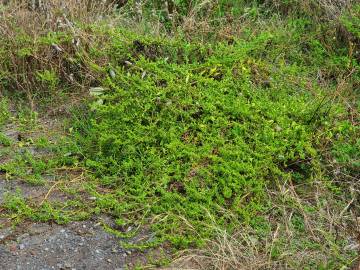 Fotografia da espécie Patellifolia procumbens
