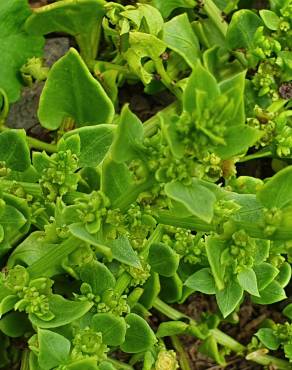 Fotografia 11 da espécie Patellifolia procumbens no Jardim Botânico UTAD