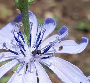 Fotografia da espécie Cichorium intybus