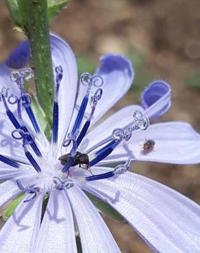 Fotografia 14 da espécie Cichorium intybus no Jardim Botânico UTAD