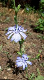 Fotografia da espécie Cichorium intybus